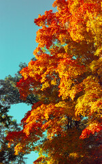 trees changing colors in the park in autumn