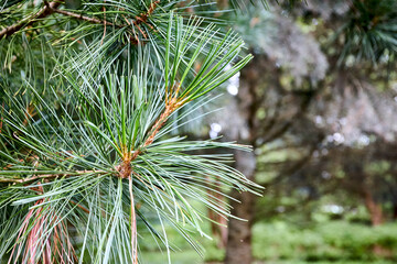 Cedar branches with long fluffy needles over out of focus floral background. Pinus sibirica or Siberian pine. Pine branch with long and thin needles selected focus with copyspace.