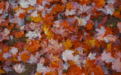 fallen leaves on the ground in autumn