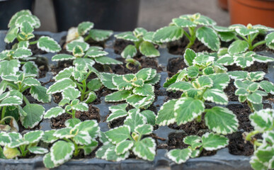 Seedling flower coleus amboinicus variegatus in flowerpots in glasshouse. Cuttings of plectranthus amboinicus on row plants with white-green leaves. Indian borage or cuban oregano in greenhouse.
