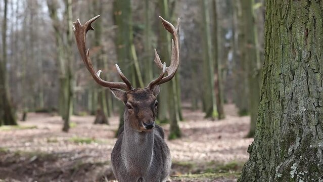 European Fallow Deer in Blatna Park. Closeup of Mammal with Antlers in Czech Republic.