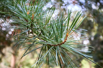 Cedar branches with long fluffy needles over out of focus floral background. Pinus sibirica or Siberian pine. Pine branch with long and thin needles selected focus.