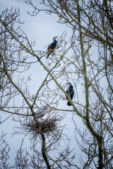 Héron et cormorans