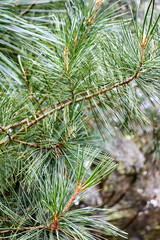 Cedar branches with long fluffy needles over out of focus floral background. Pinus sibirica or Siberian pine. Pine branch with long and thin needles selected focus vertical.