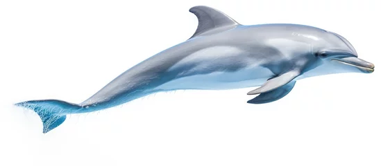 Foto op Plexiglas An Electric blue Common bottlenose dolphin is gracefully jumping in the air, showcasing its sleek Fin and fluid movements against a white background © AkuAku