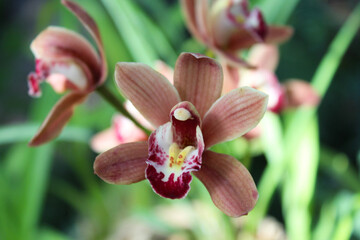beautiful pinkish-brown orchid flowers on a natural background