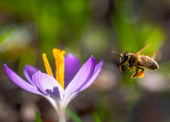 Bee flying to a purple crocus flower blossom - 755876581