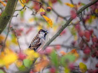 Sparrow sitting on an apple tree - 755876711