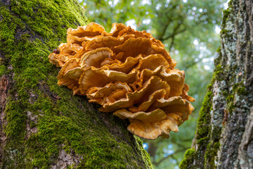 Tree fungus on a huge oak tree - 755876723