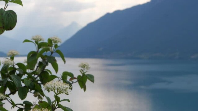 A view of Lake Brienz in Switzerland from the Giessbach Waterfall.