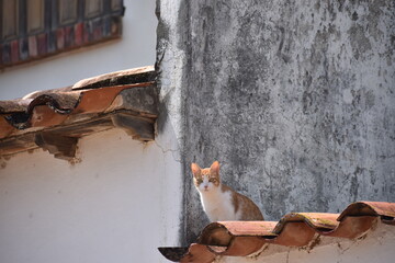 old house wall with a cat