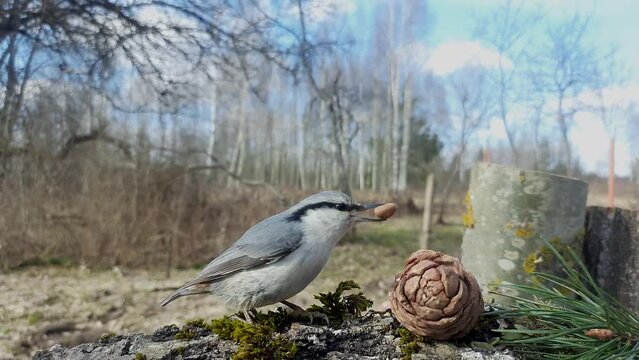 An ordinary nuthatch (Latin Sitta europaea) has taken a nut from a cedar cone and is trying to crack it with its beak. Video with sound from a close distance.