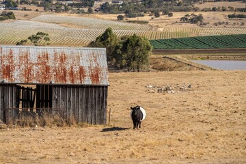 beautiful cattle in Australia  eating grass, grazing on pasture. Herd of cows free range beef being...