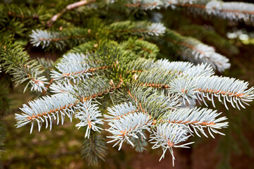 Blue spruce Picea pungens or green spruce Colorado spruce or Colorado blue spruce coniferous evergreen tree branches. Natural floral background of young fir tree branches.