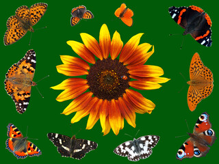 Verschiedene Schmetterlinge um eine Sonnenblume - obrazy, fototapety, plakaty