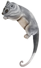 Eastern Ringtail Possum animal watercolor illustration