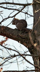 Squirrel in a Tree