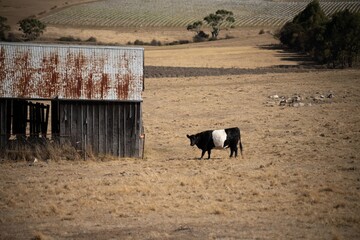 Australian wagyu cows grazing in a field on pasture. close up of a black angus cow eating grass in...
