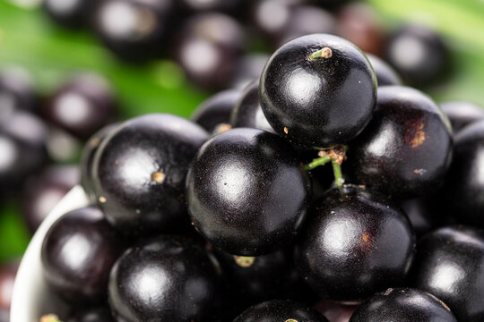 Yabuticaba or jabuticaba is a tree native to Brazil, Argentina, Bolivia and Paraguay