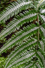 Pteris argyraea (silver brake fern). Leaf in white and green
