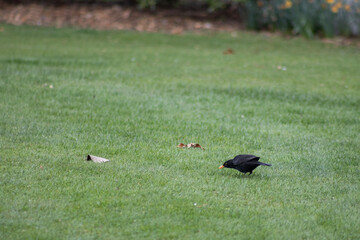 black bird in queenstone park in new zealand