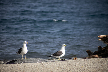 seagull couple on stones next to queenstone lake in new zealand
