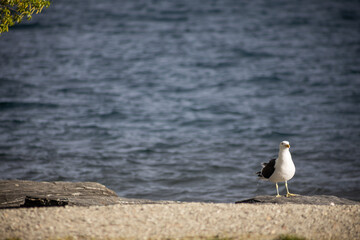 seagull on stones next to queenstone lake in new zealand