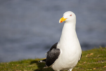 seagull on the ground with sea in the background