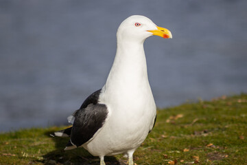 seagull on the ground with sea in the background