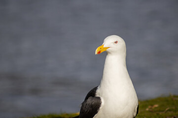 seagull on the ground with sea in the background