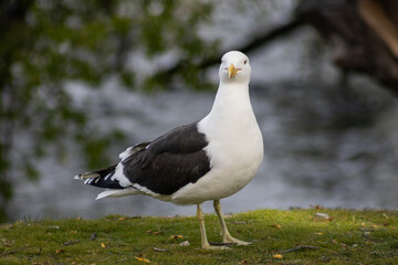 seagull on grass in front of a lake
