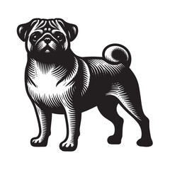 Fototapeta premium Pug dog. Old vintage engraving illustration. Hand drawn outline graphic. Logo, emblem, icon. Isolated object, cut out. black and white 