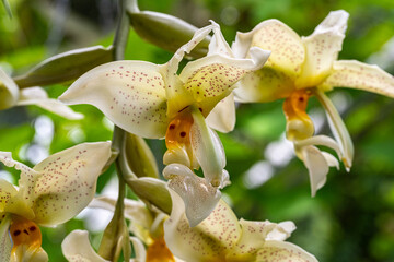 Stanhopea costaricensis is a species of orchid endemic to Central America (Costa Rica, El Salvador)