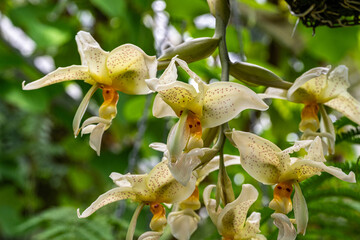 Stanhopea costaricensis is a species of orchid endemic to Central America (Costa Rica, El Salvador)