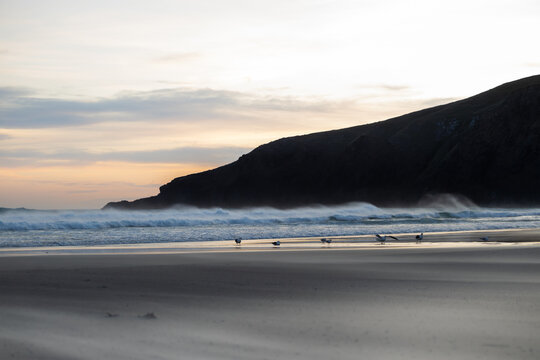 seagulls in the sea at sunset in sandfly bay in new zealand