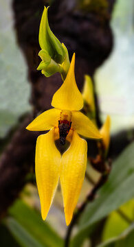 Bulbophyllum amplebracteatum is a species of orchid