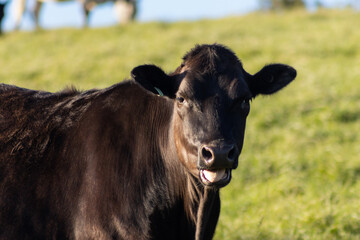 Black New Zealand Cow