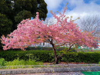 Sakura tree bloom on the pathway in park