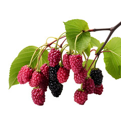 Clusters of Juicy Mulberries Dangle Playfully from the Graceful Branch, A Captivating Scene of Nature's Bounty - PNG Cutout Isolated on a Transparent Backdrop