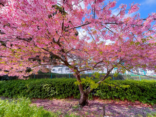 Sakura tree bloom on the pathway in park