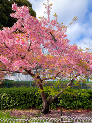 Sakura tree bloom on the pathway in park