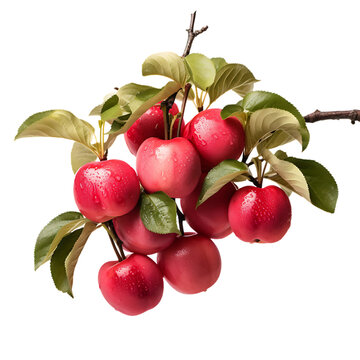 Crisp Apples Dangling Gracefully from a Lush Branch, Capturing the Essence of Harvest in a Single, Peaceful Moment - PNG Cutout Isolated on a Transparent Backdrop