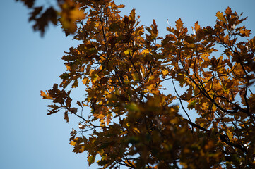 Fall Leaves and Colors 7