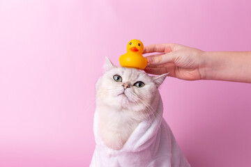 A funny white cat is sitting in a white coat, a childs hand puts a yellow rubber duck on his head
