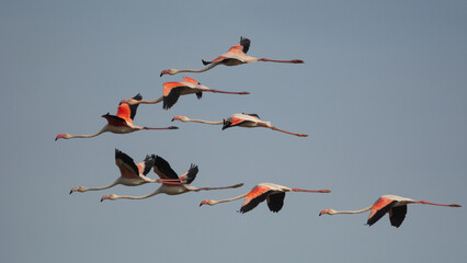 Flamencos Phoenicopterus roseus