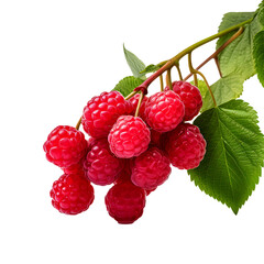 A Bountiful Cluster of Raspberries Gently Swaying on the Branch, Capturing Nature's Luscious Harvest in Vivid Detail - A PNG Cutout Isolated on a Transparent Backdrop