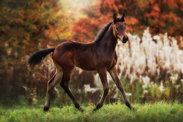 Foal gallops in autumn