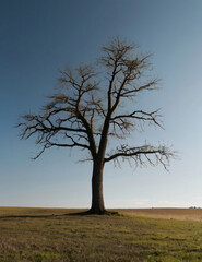 tree in the field