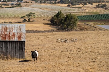 Australian wagyu cows grazing in a field on pasture. close up of a black angus cow eating grass in...