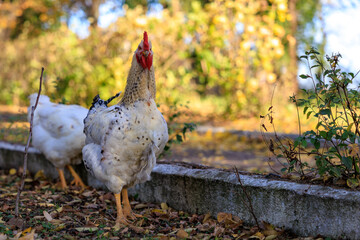 A white chicken stands in front of a brick wall